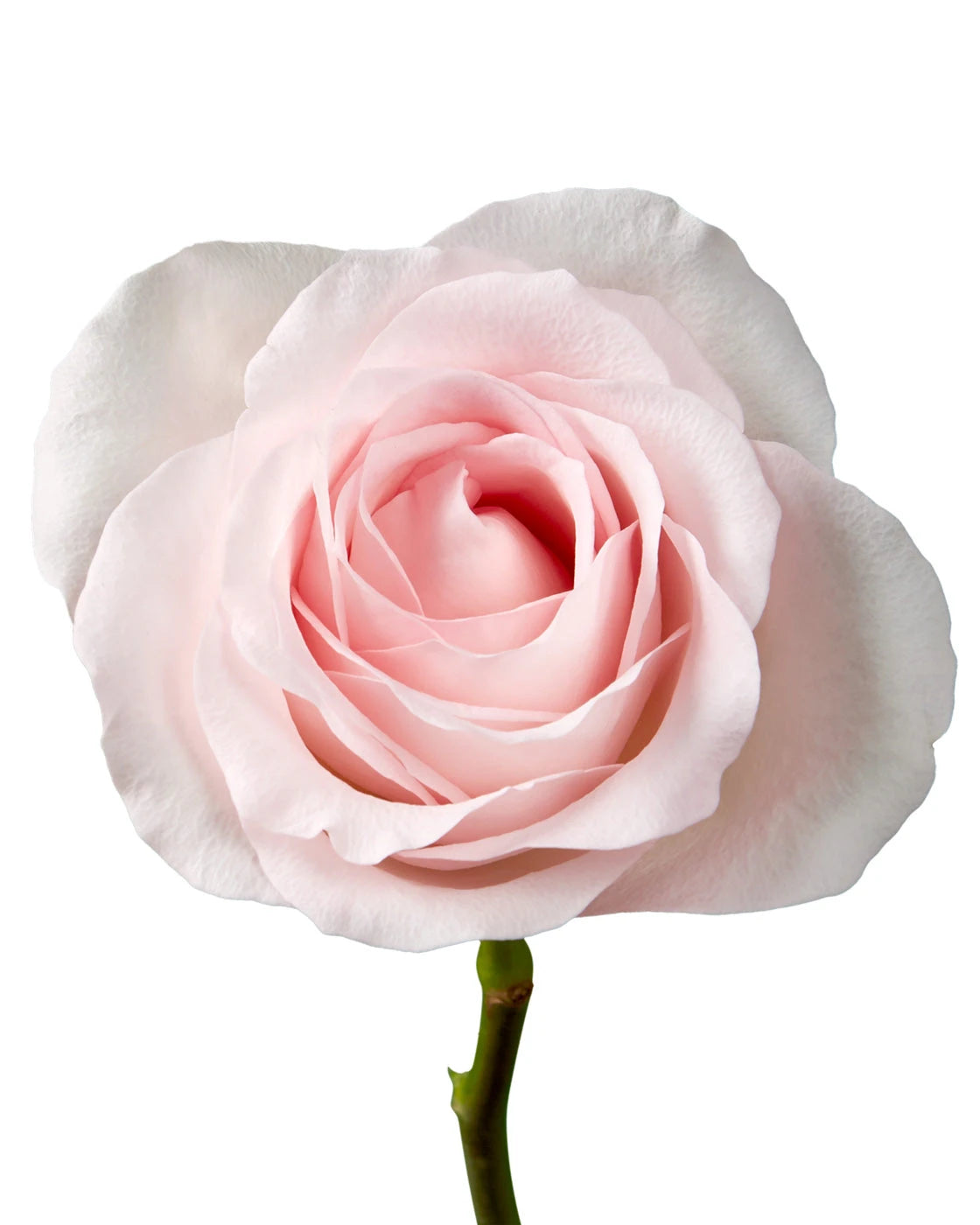 Sweet Akito Rose