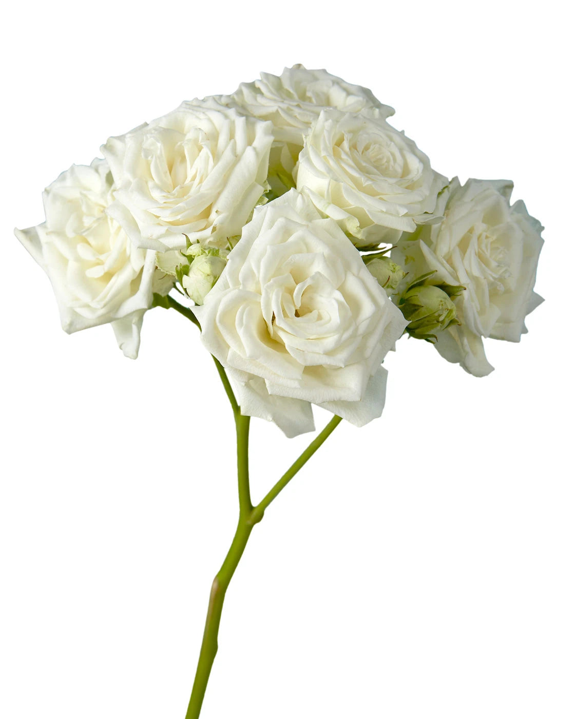 Storm Spray Roses Wholesale Sweet Dreams Rose | Petaljet