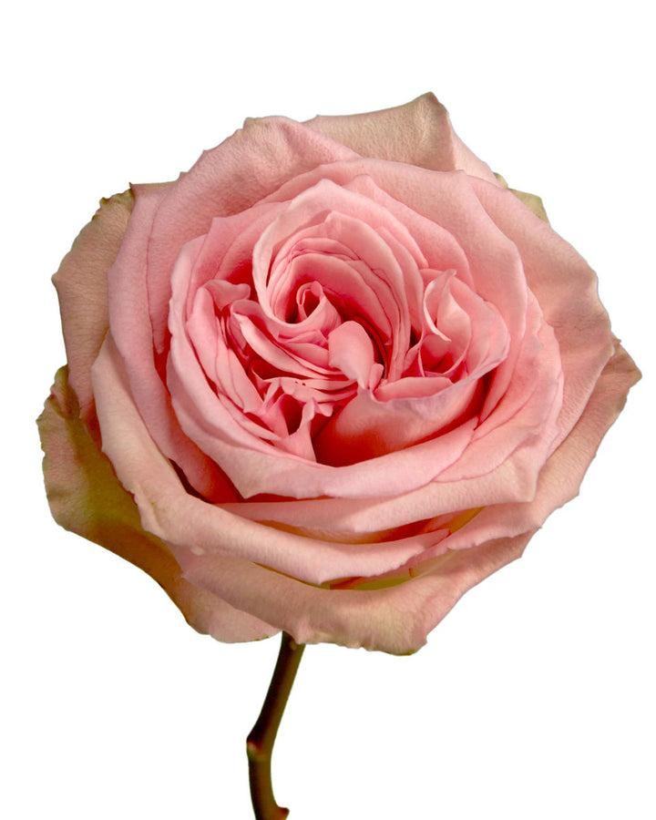 Sweet Elegance Rose