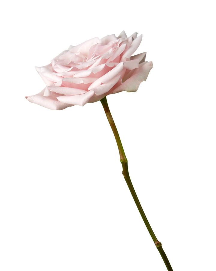 Sweet Escimo Rose