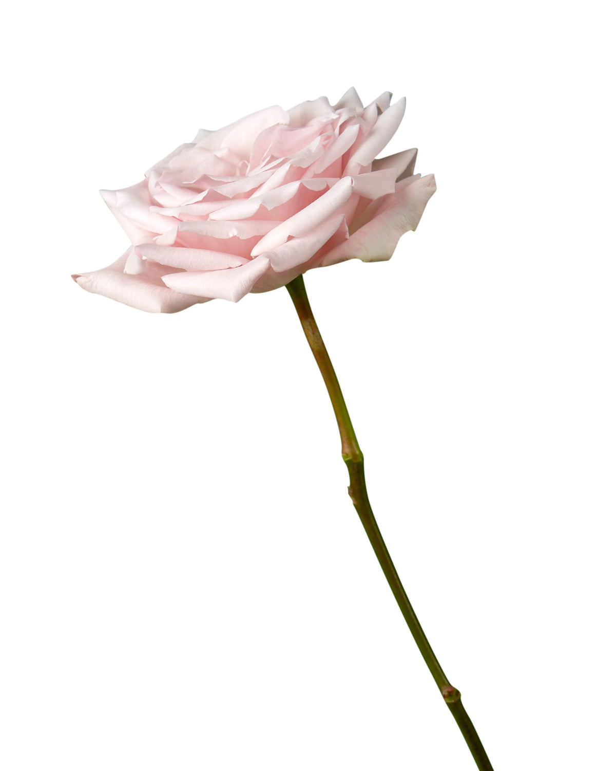 Sweet Escimo Rose