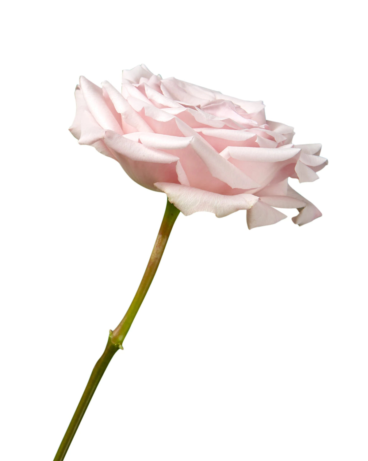 Sweet Escimo Rose