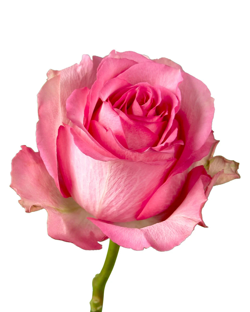 Sweet Memory Rose