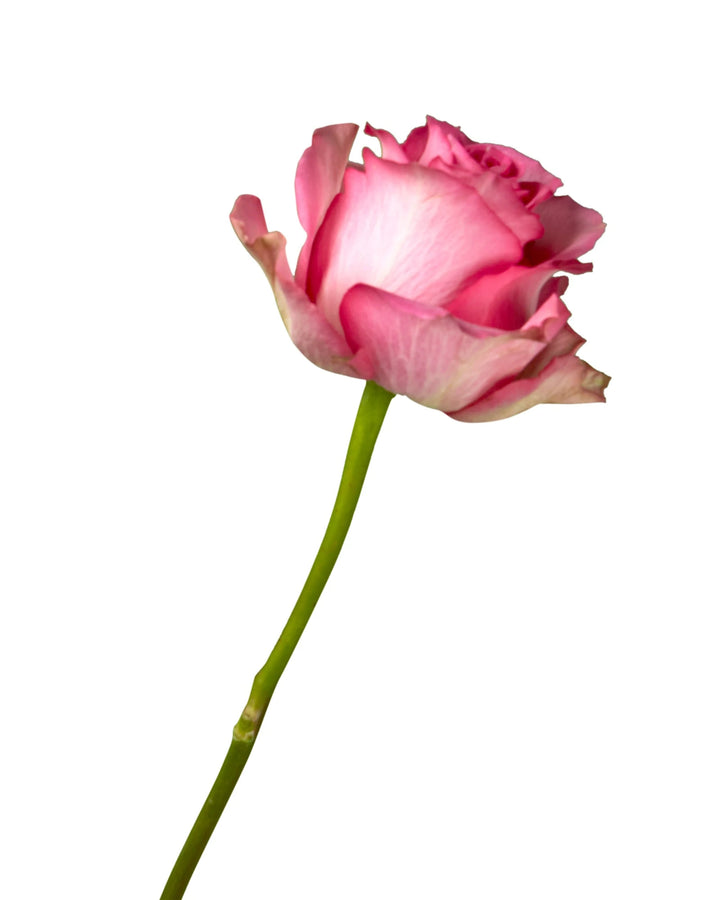 Sweet Memory Rose