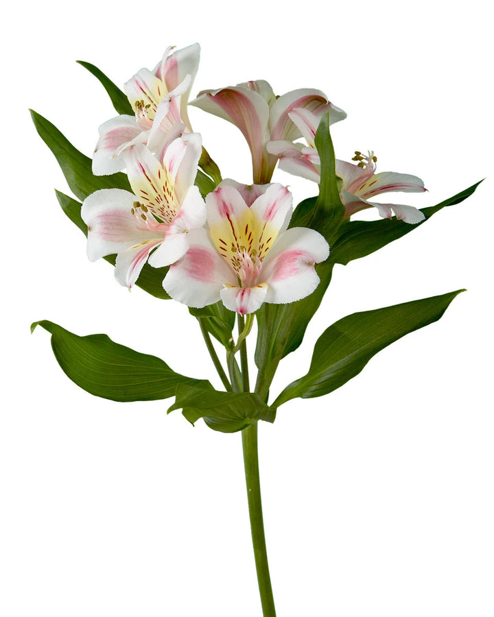 Sylvan Alstroemeria
