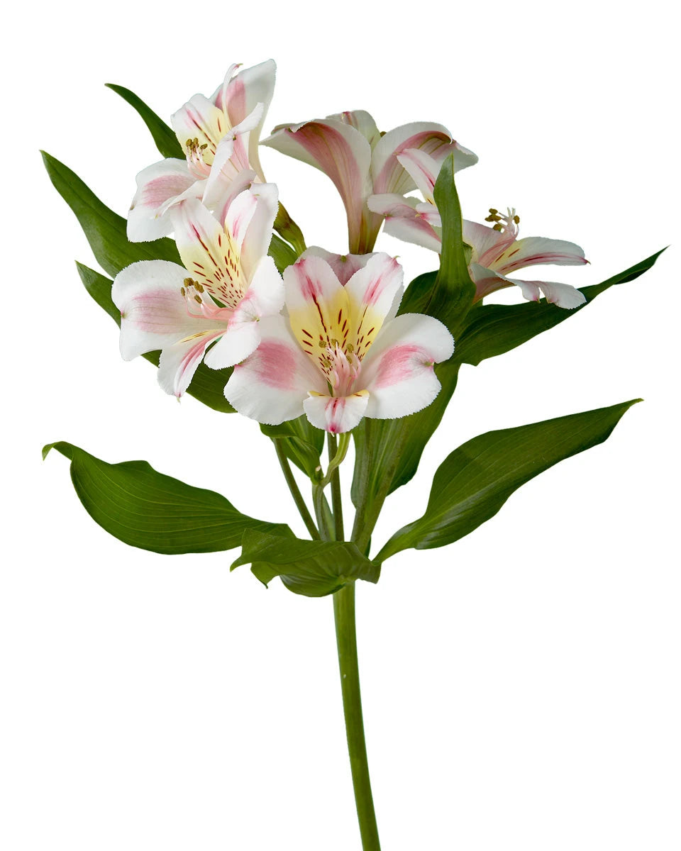 Sylvan Alstroemeria