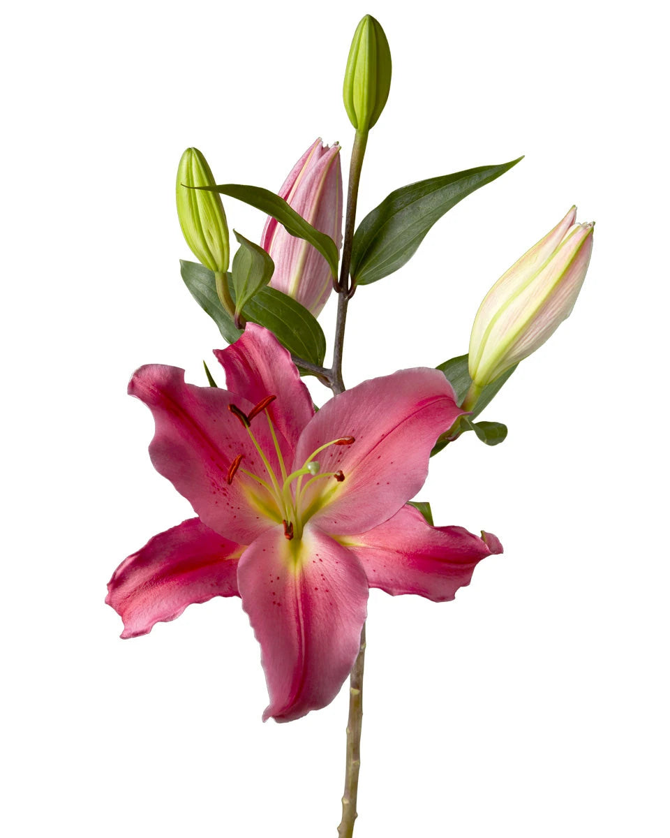 Tarrango Oriental Lily 3-5 Bloom