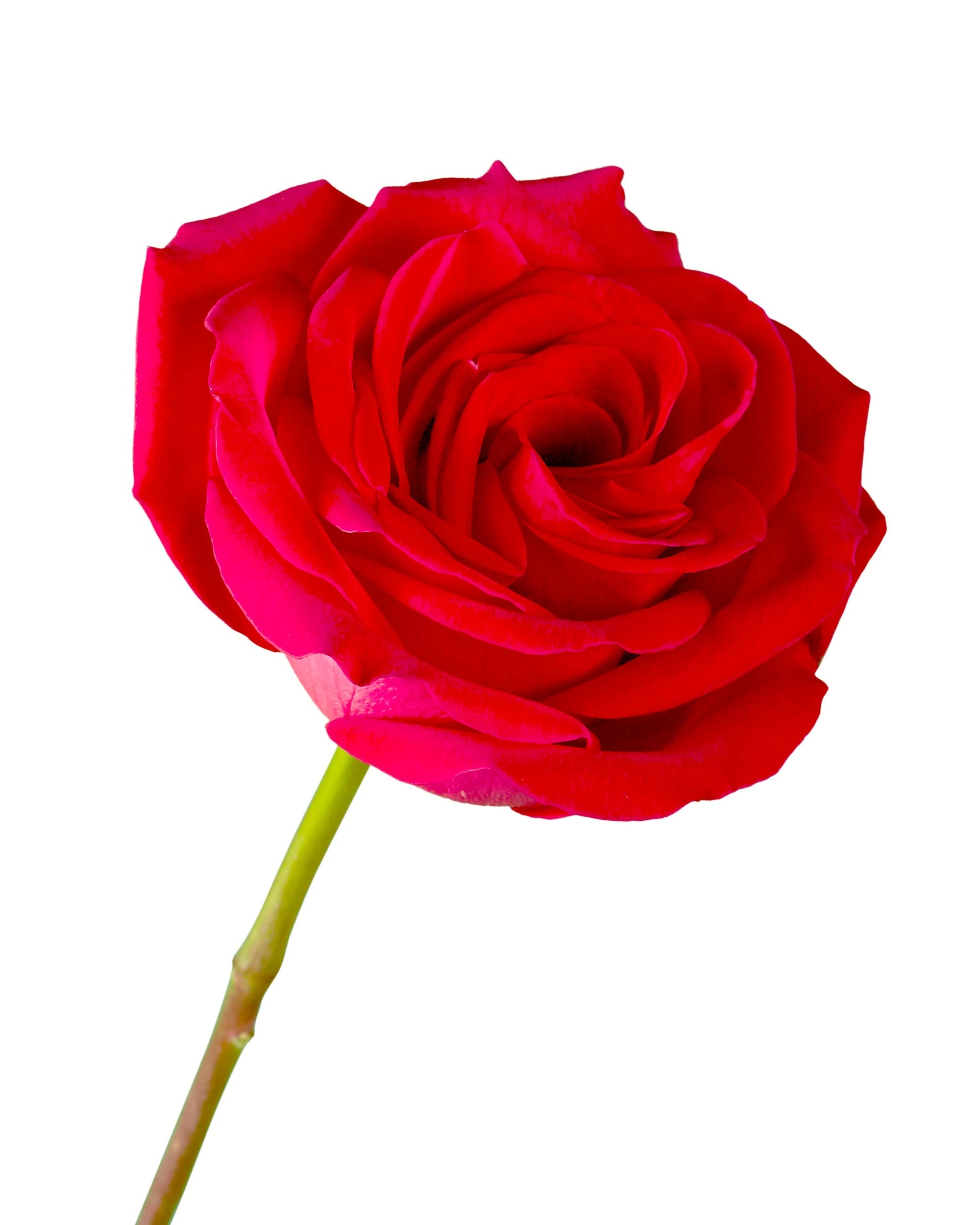Tenerife Rose