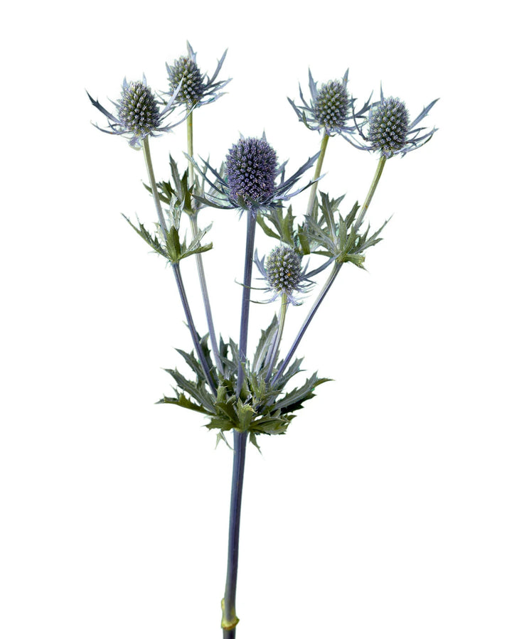 Thistle Blue Dynamite (Eryngium)