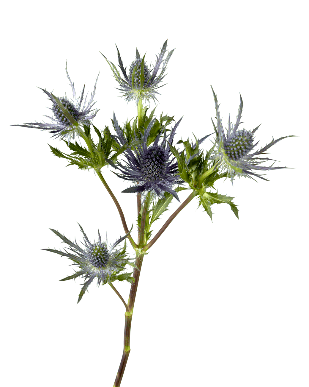 Thistle Blue Lagoon (Eryngium)