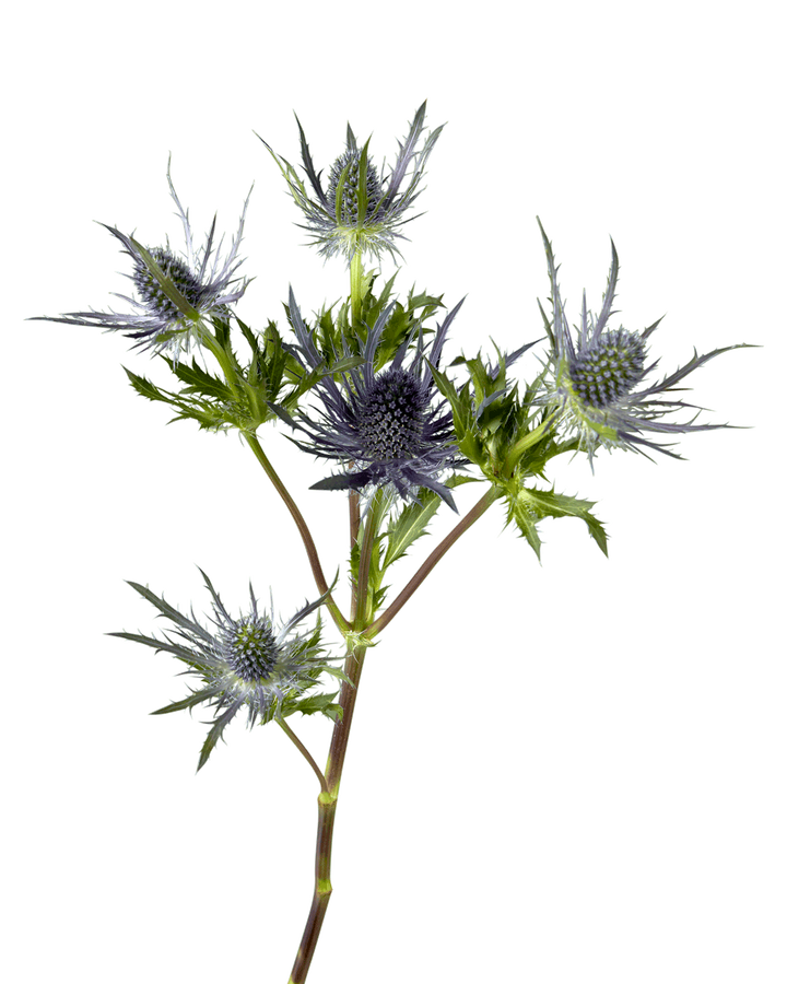 Thistle Blue Lagoon (Eryngium) Valentine's Day