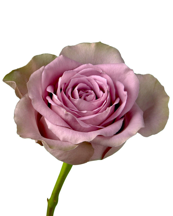 Wholesale Tiara Rose | Petaljet