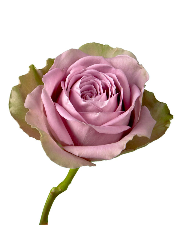 optimized_1760488760_600x.webp