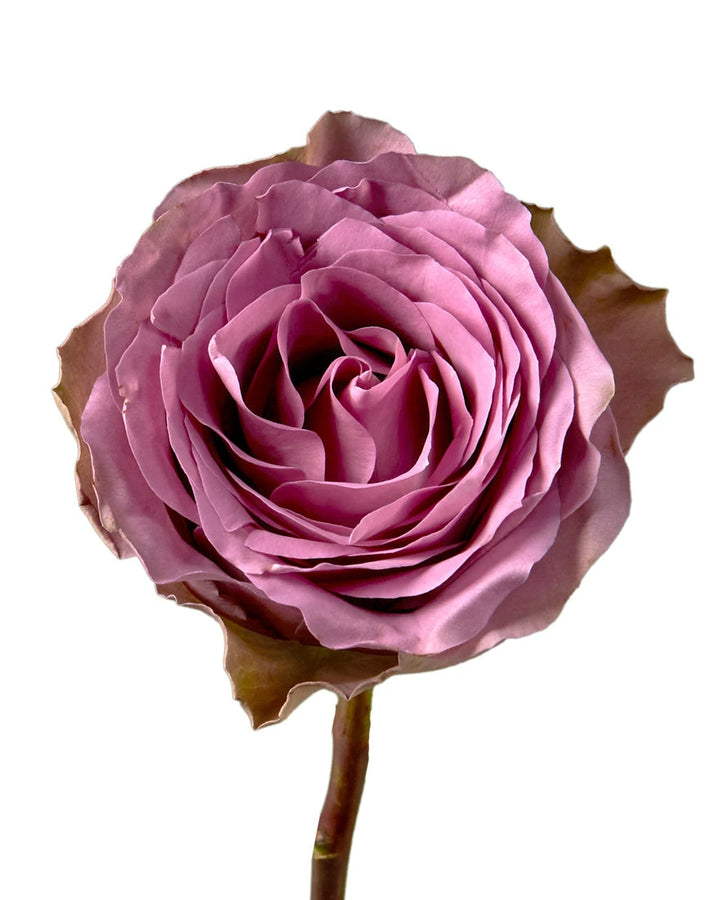 Wholesale Tiara Rose | Petaljet Wholesale Tiara Rose | Petaljet