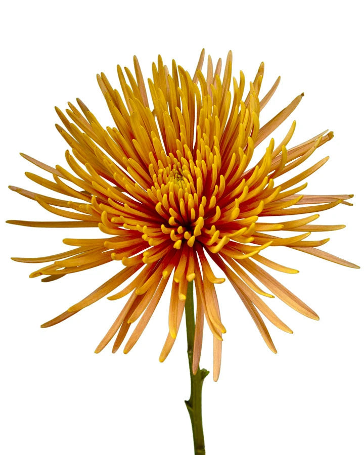 Tierra Bronze Spider Chrysanthemum