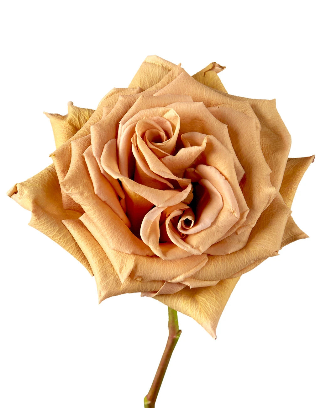 Toffee Rose (Fall)