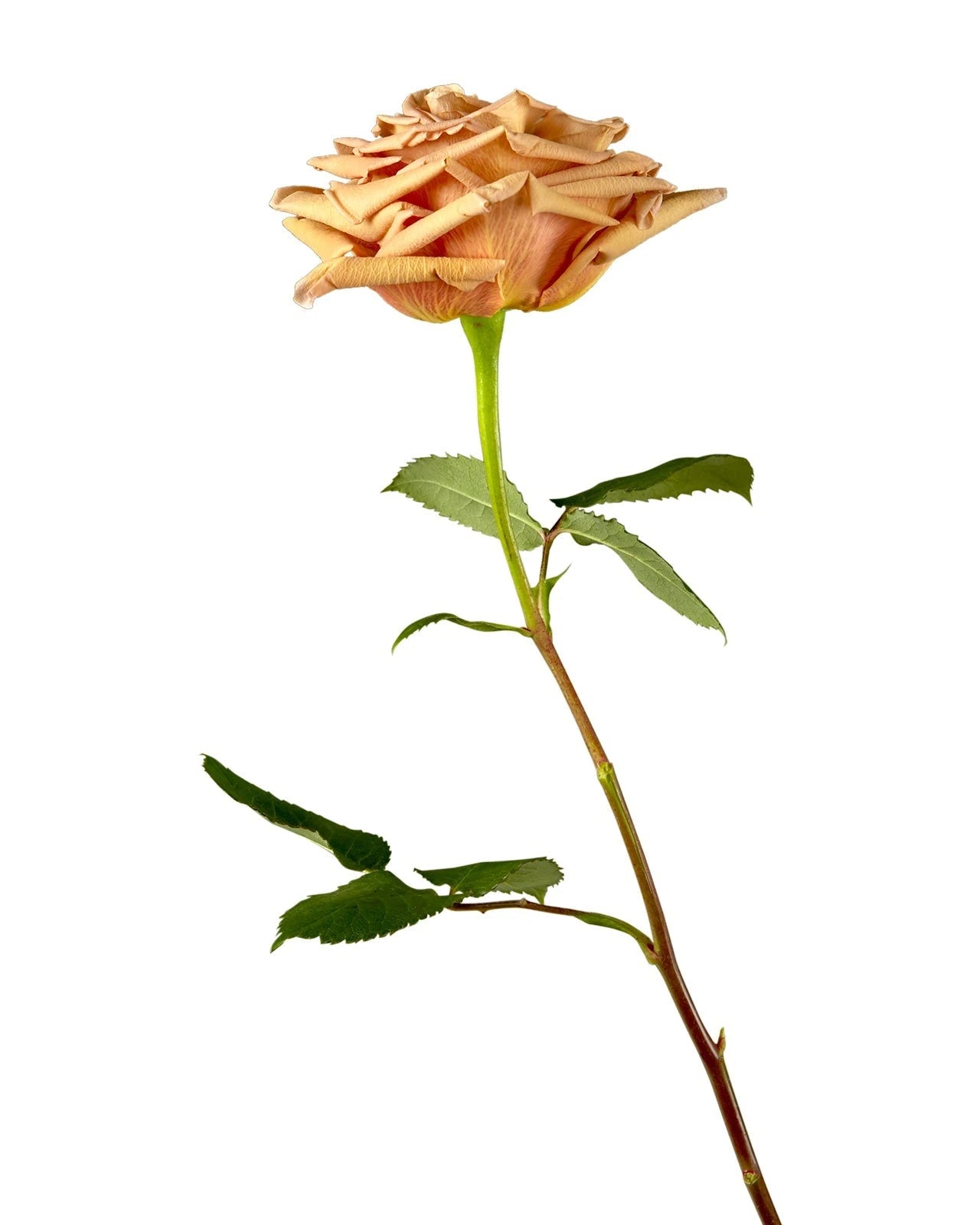 Toffee Rose (Fall)