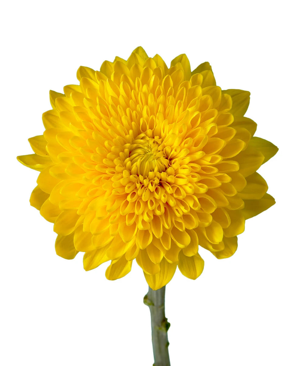 Totumo Chrysanthemum