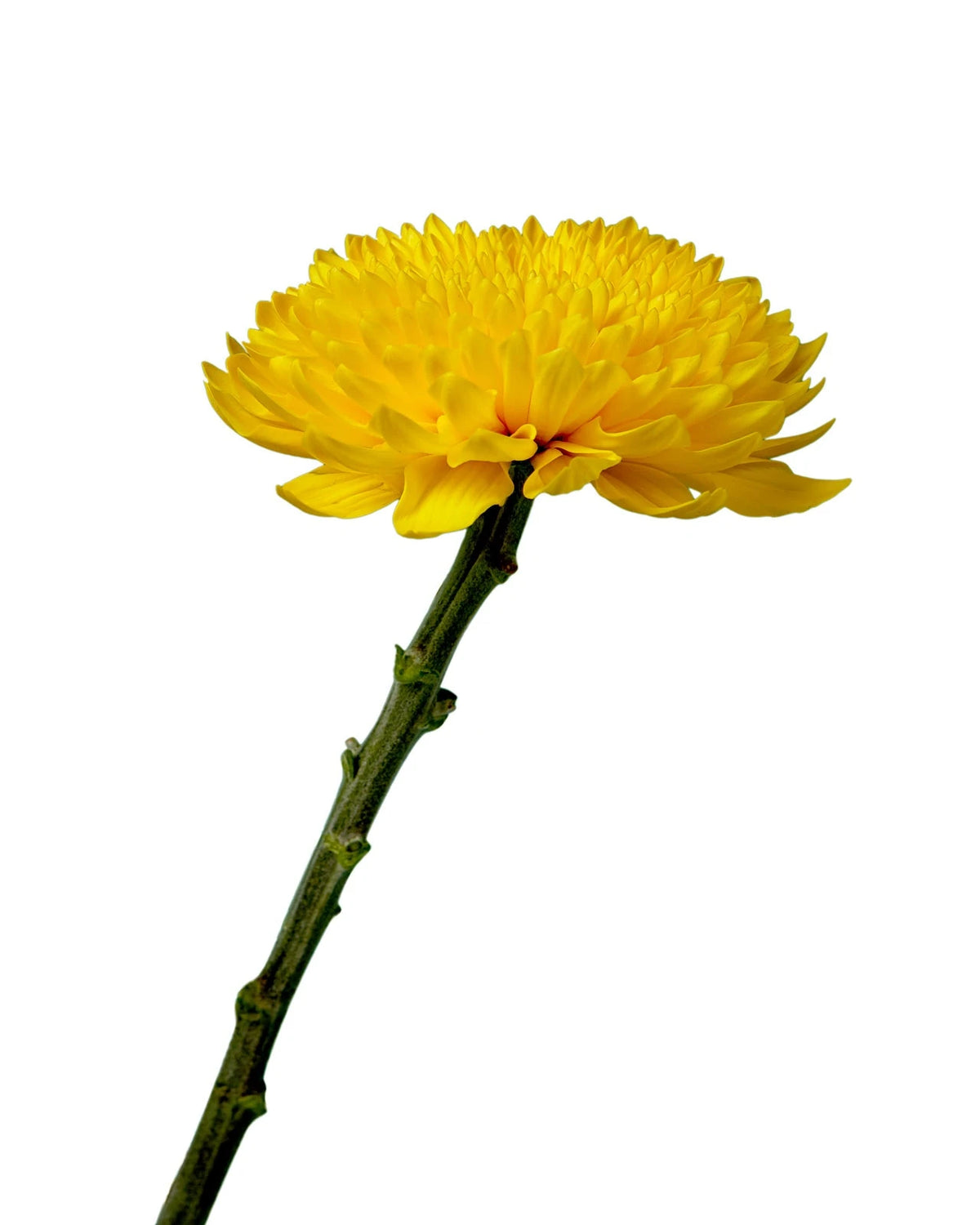 Totumo Chrysanthemum
