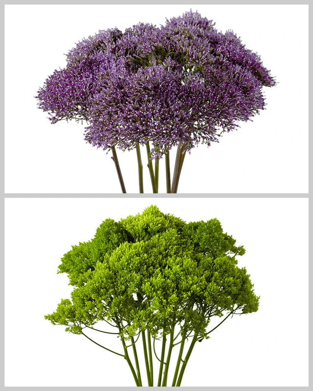 Trachelium Assorted Green & Purple