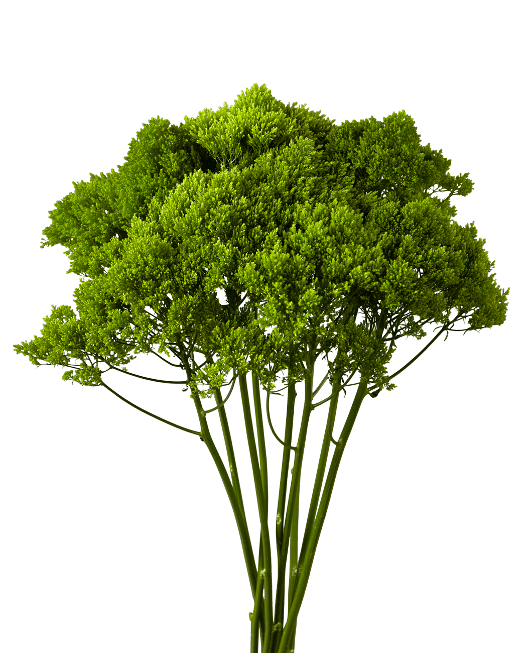 Trachelium Green