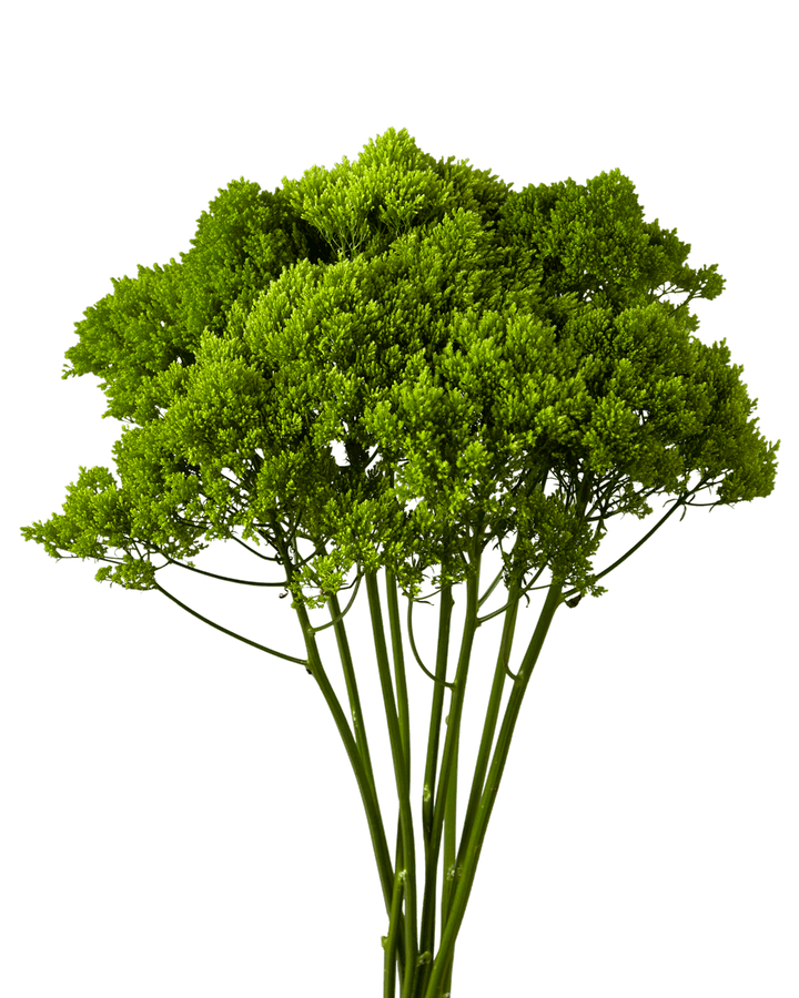 Trachelium Green