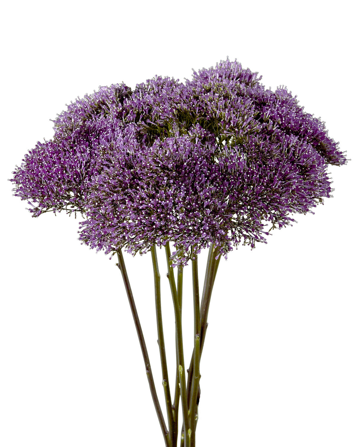 Trachelium Purple