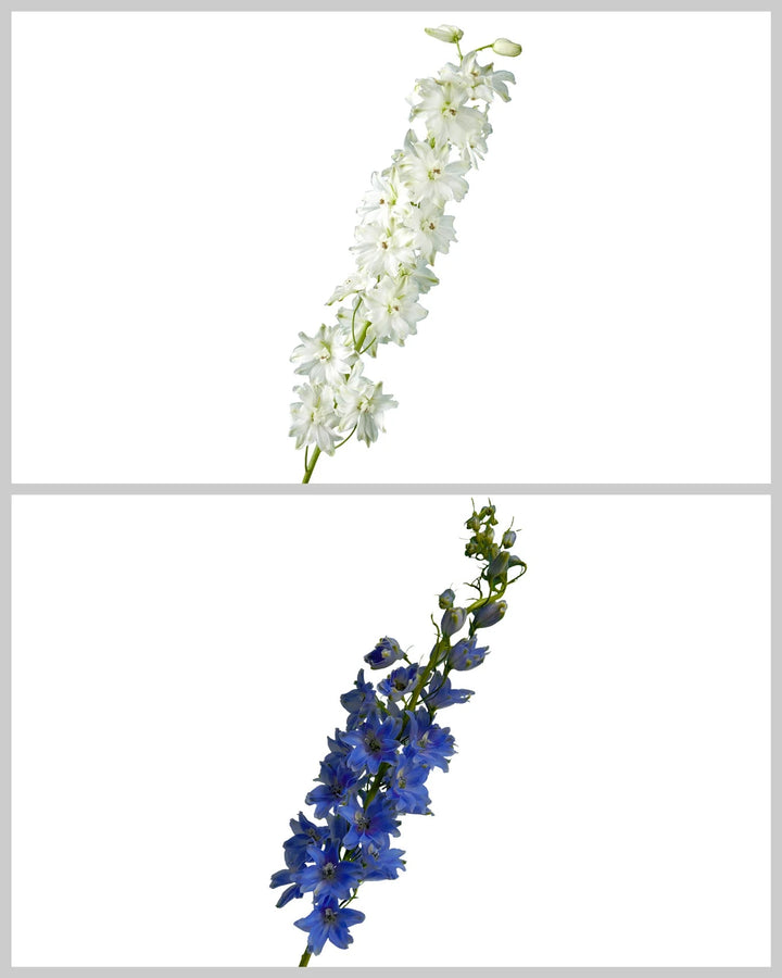 Triton Assorted Hybrid Delphinium