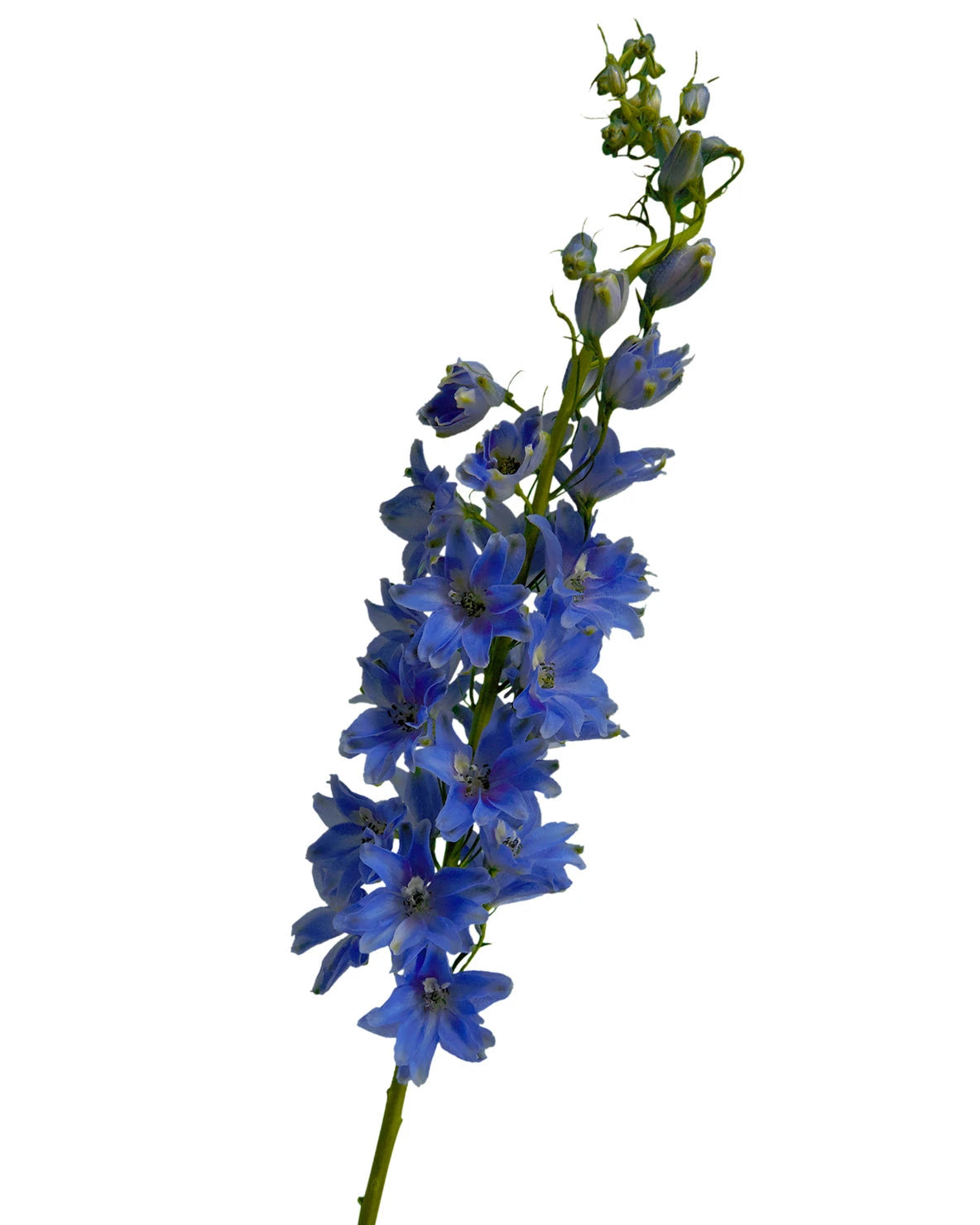 Triton Dark Blue Hybrid Delphinium