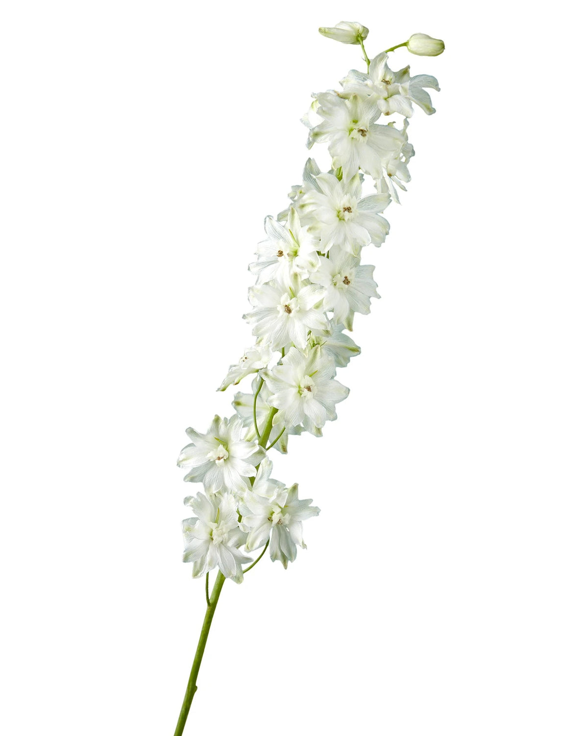 Triton White Hybrid Delphinium