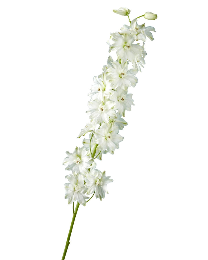 Triton White Hybrid Delphinium Valentine's Day