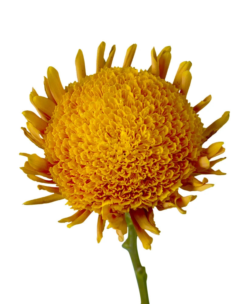 Turo Chrysanthemum