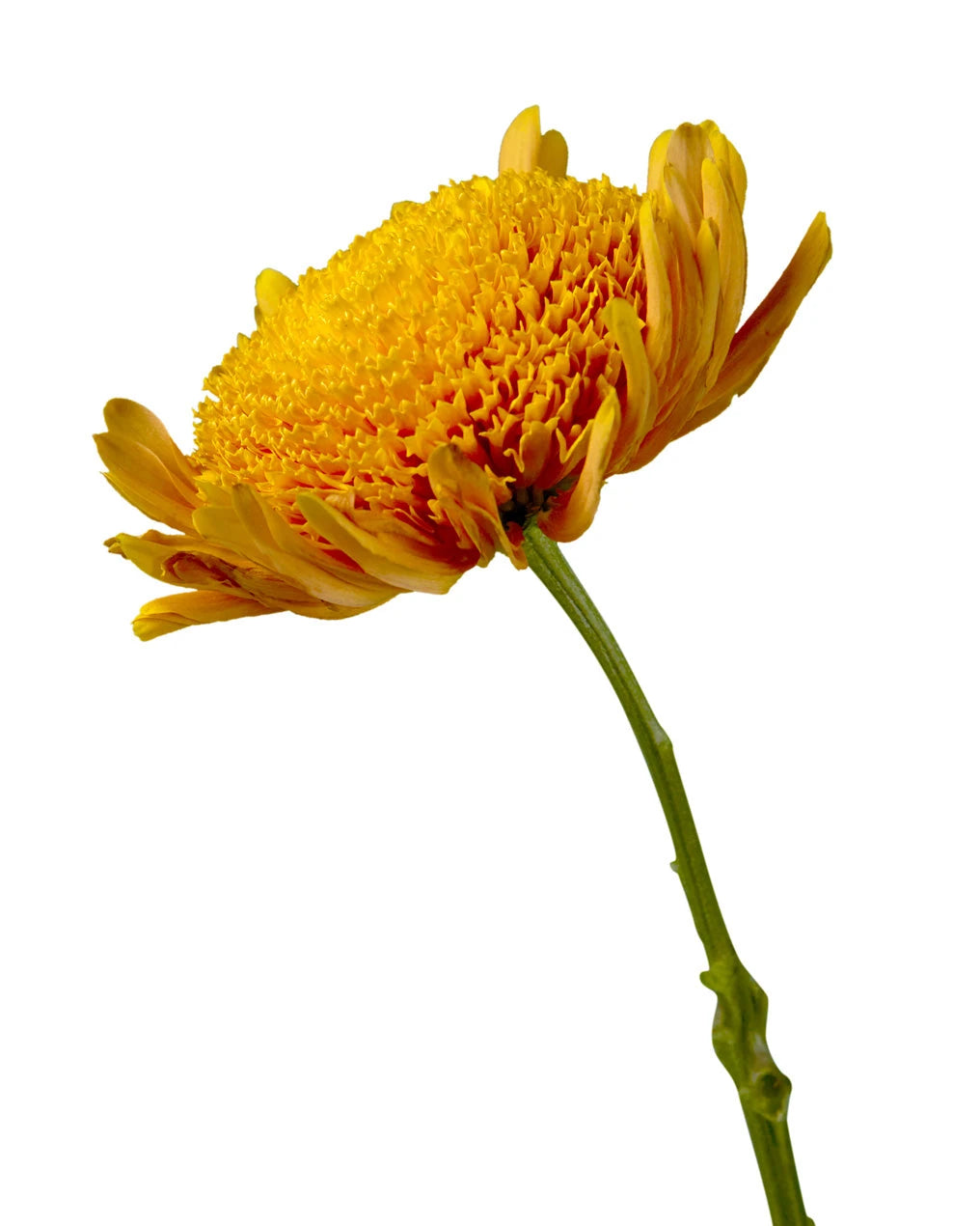 Turo Chrysanthemum