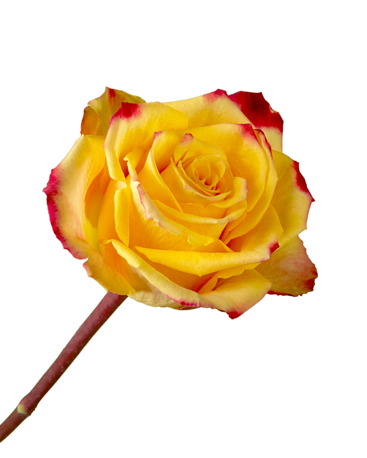 Tutti Frutti Rose