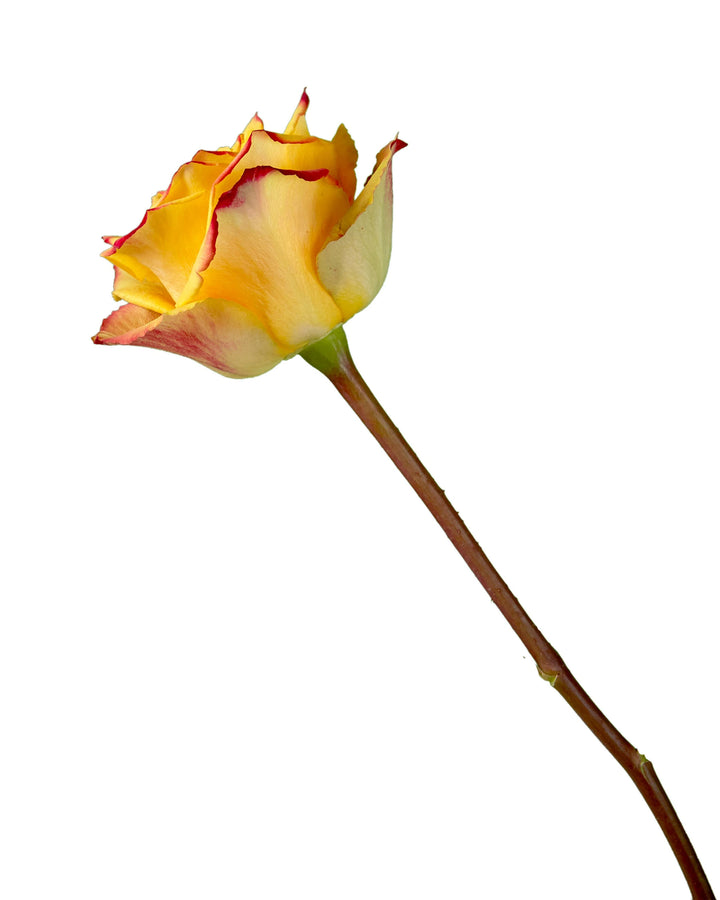 Tutti Frutti Rose