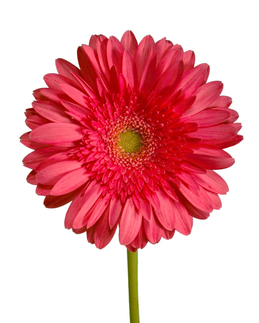 Vera Jumbo Gerbera Daisy