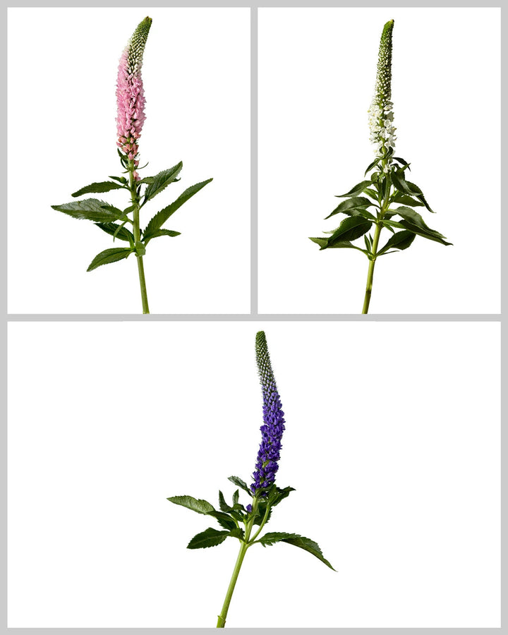 Veronica Assorted Box