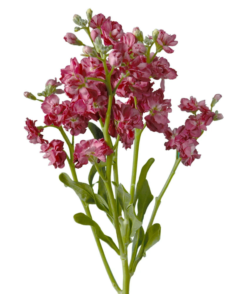 Vintage Rose Spray Double Stock Valentine's Day