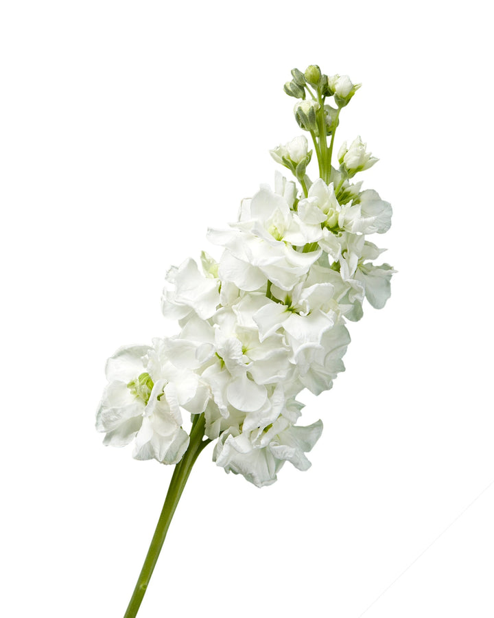 White Double Stock Mother's Day