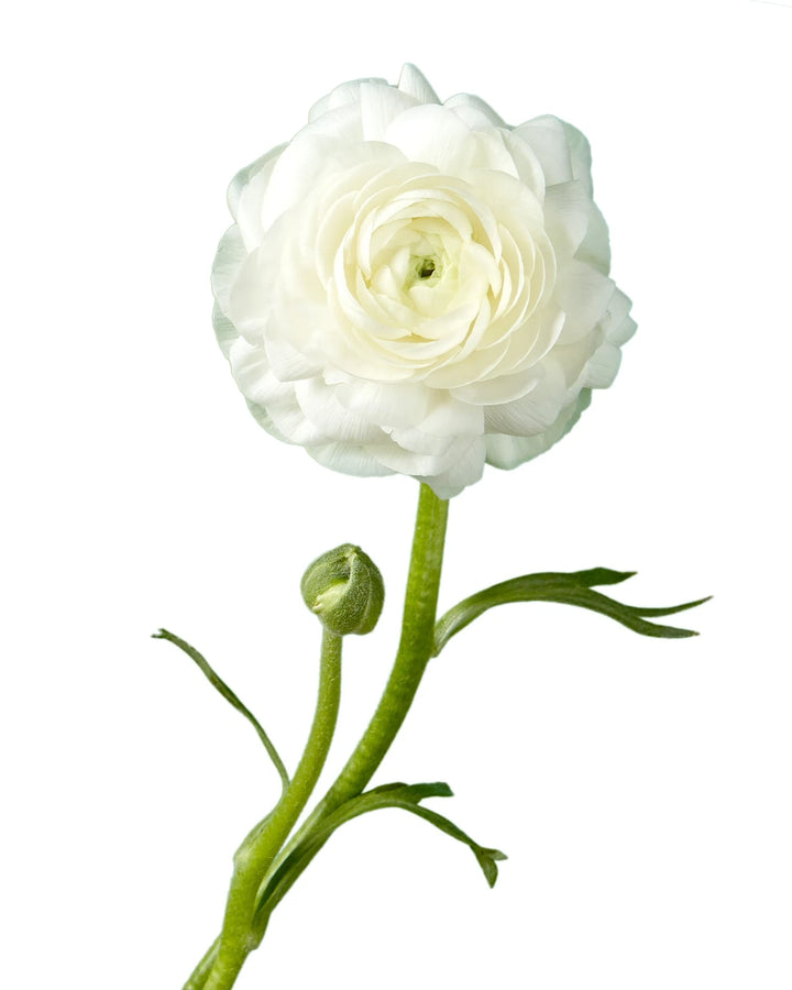 White Elegance Ranunculus