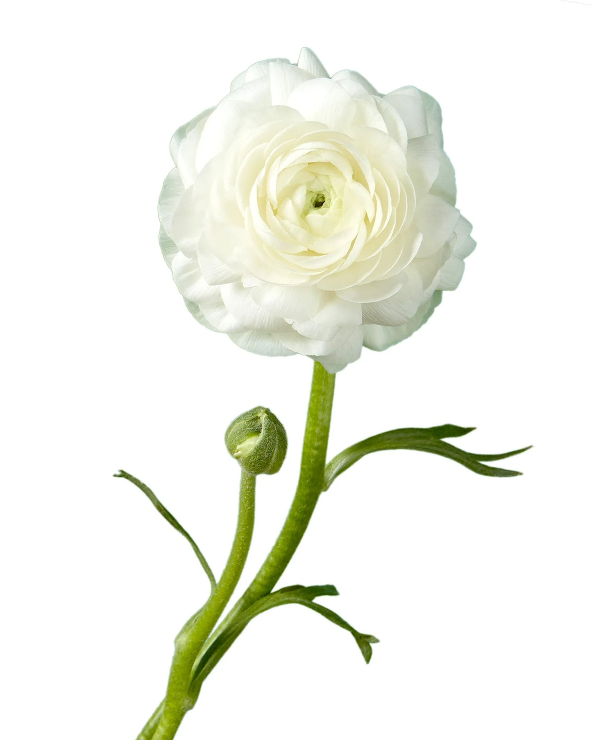 White Elegance Ranunculus