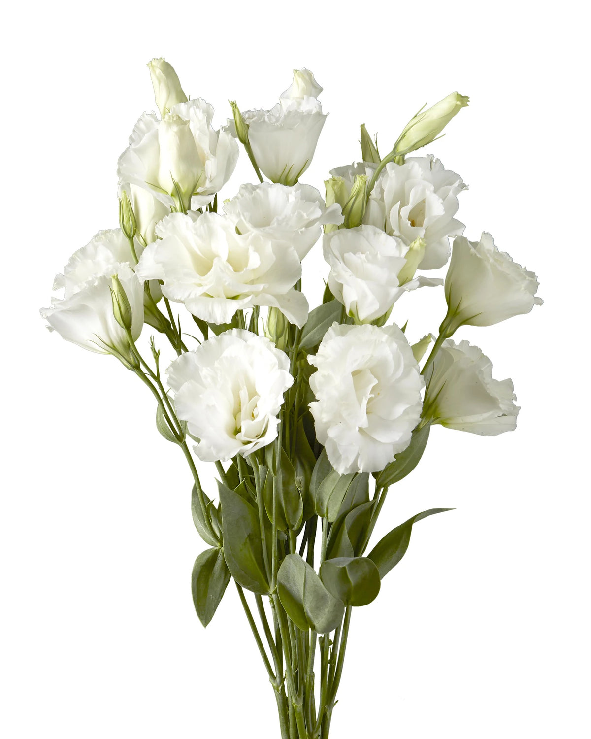 White Lisianthus