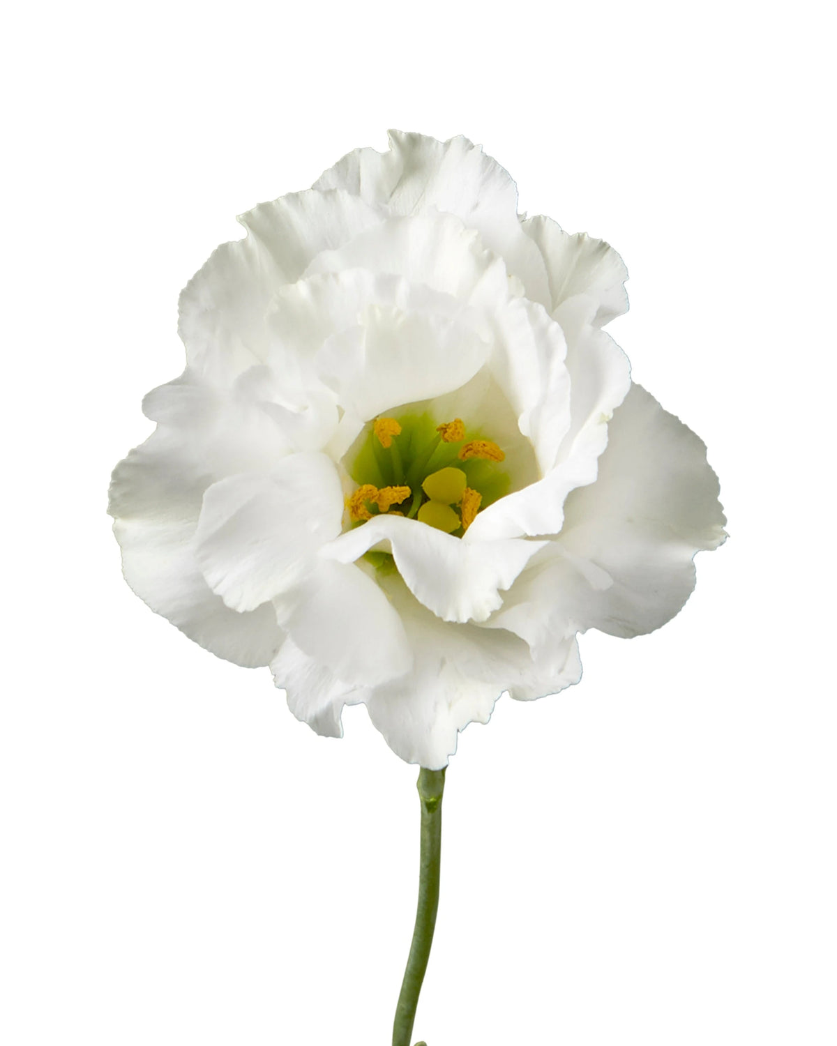 White Lisianthus