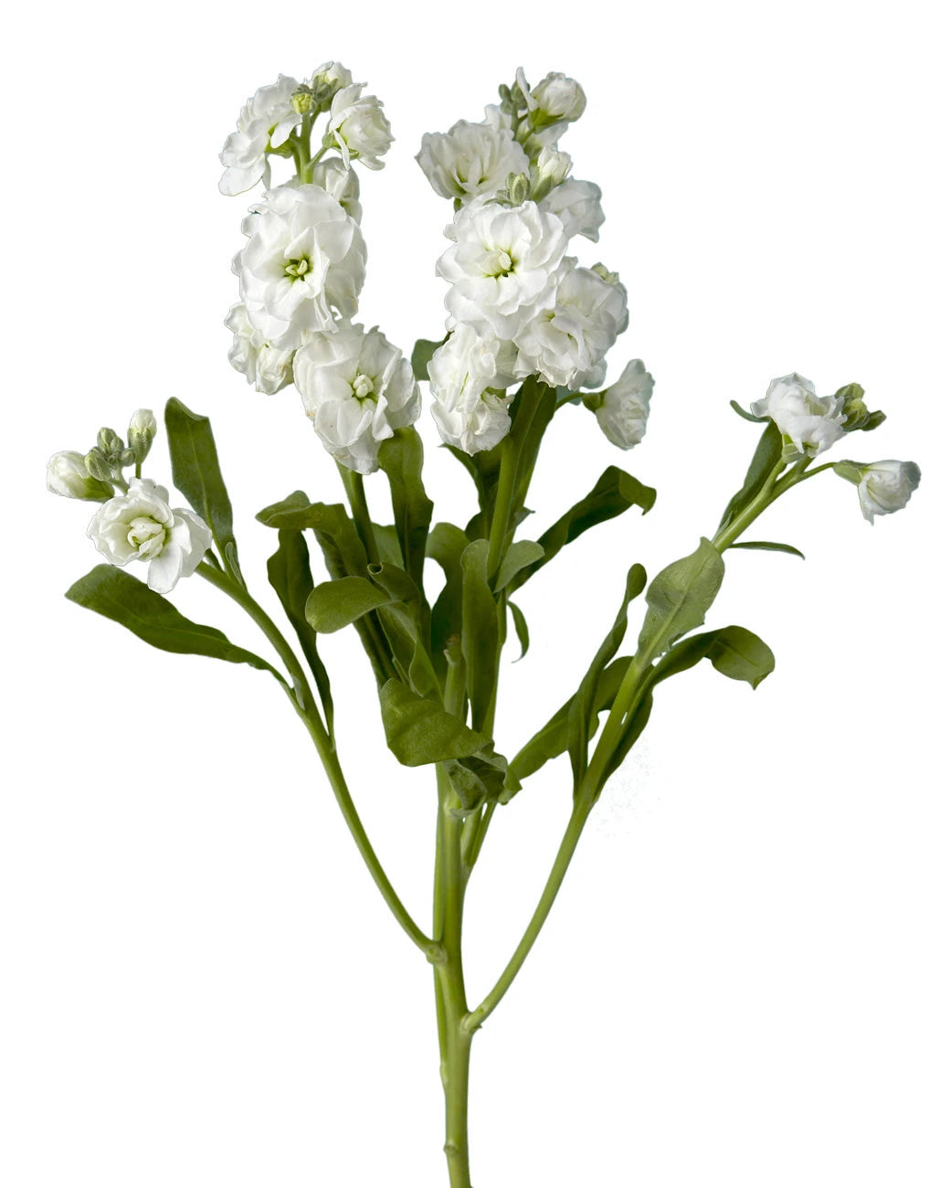 White Spray Double Stock Valentine's Day