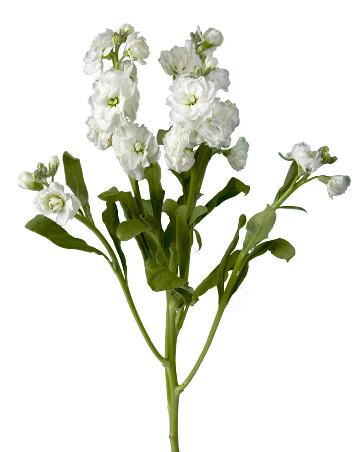 White Spray Double Stock Valentine's Day