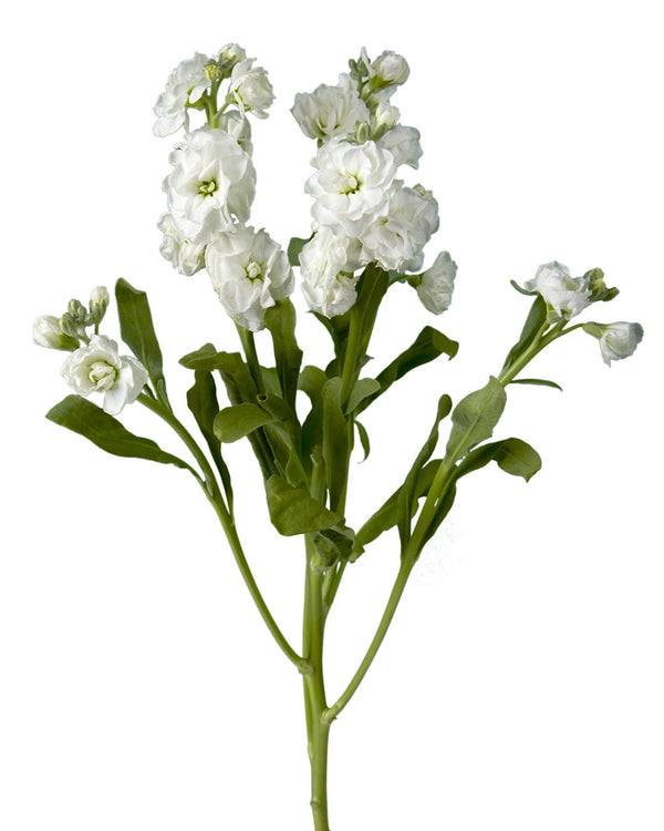 Wholesale White Spray Stock | PetalJet