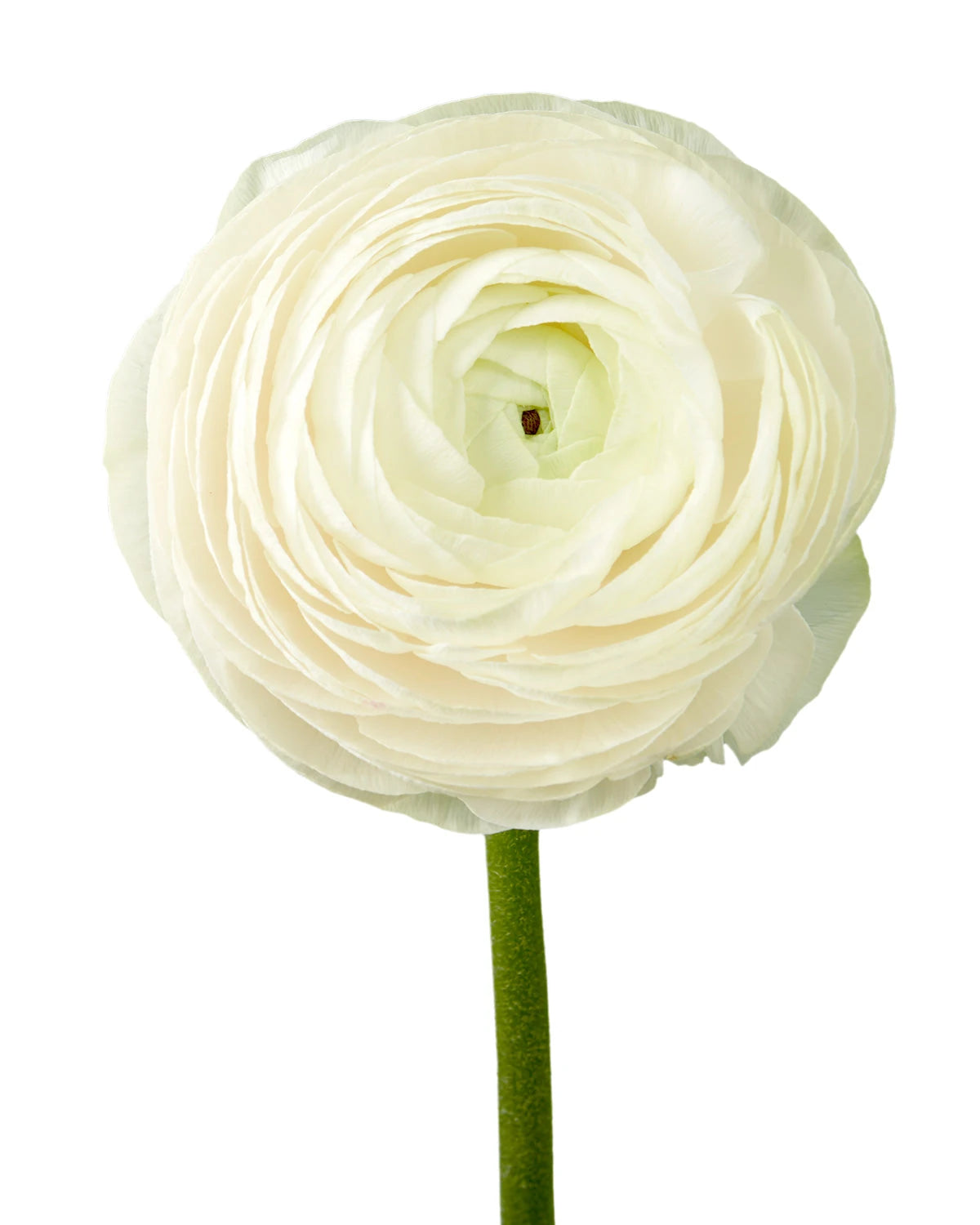 White Success Cloni Ranunculus