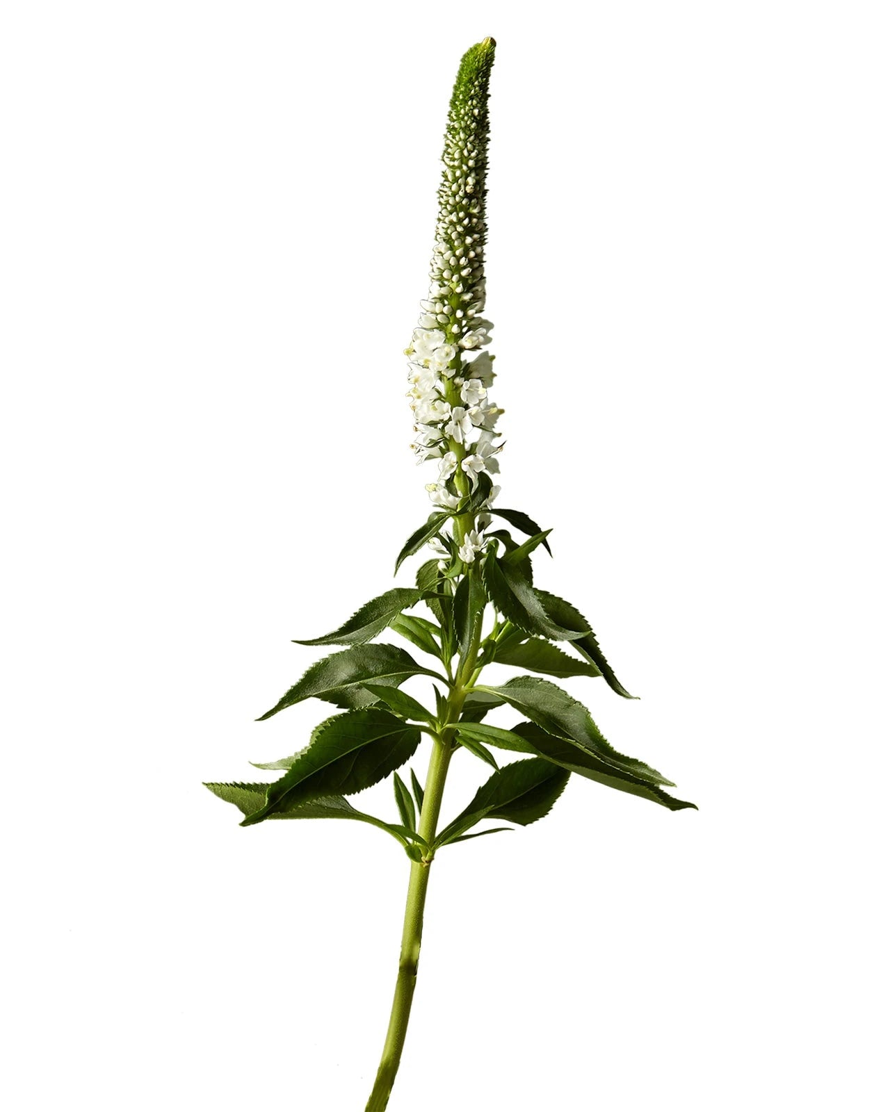 White Veronica