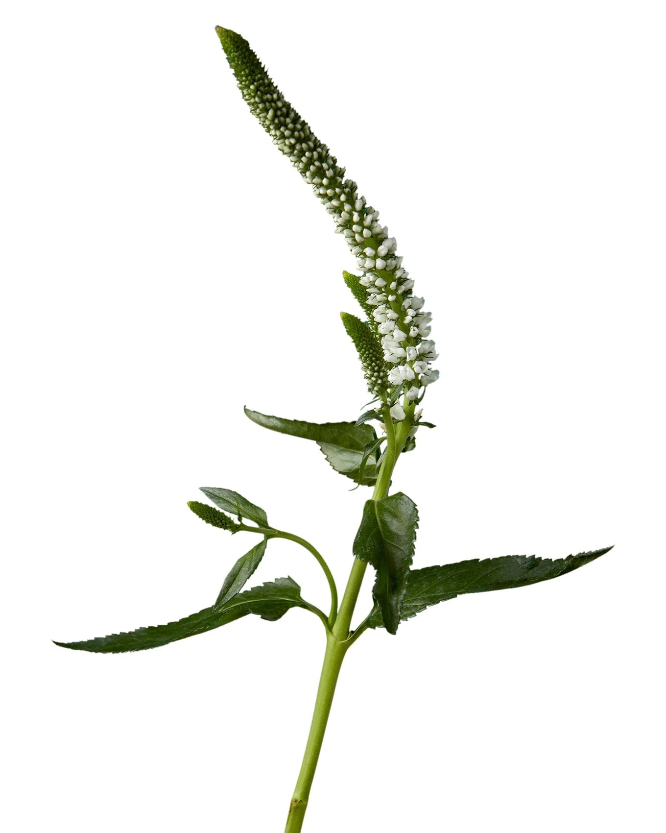 White Veronica