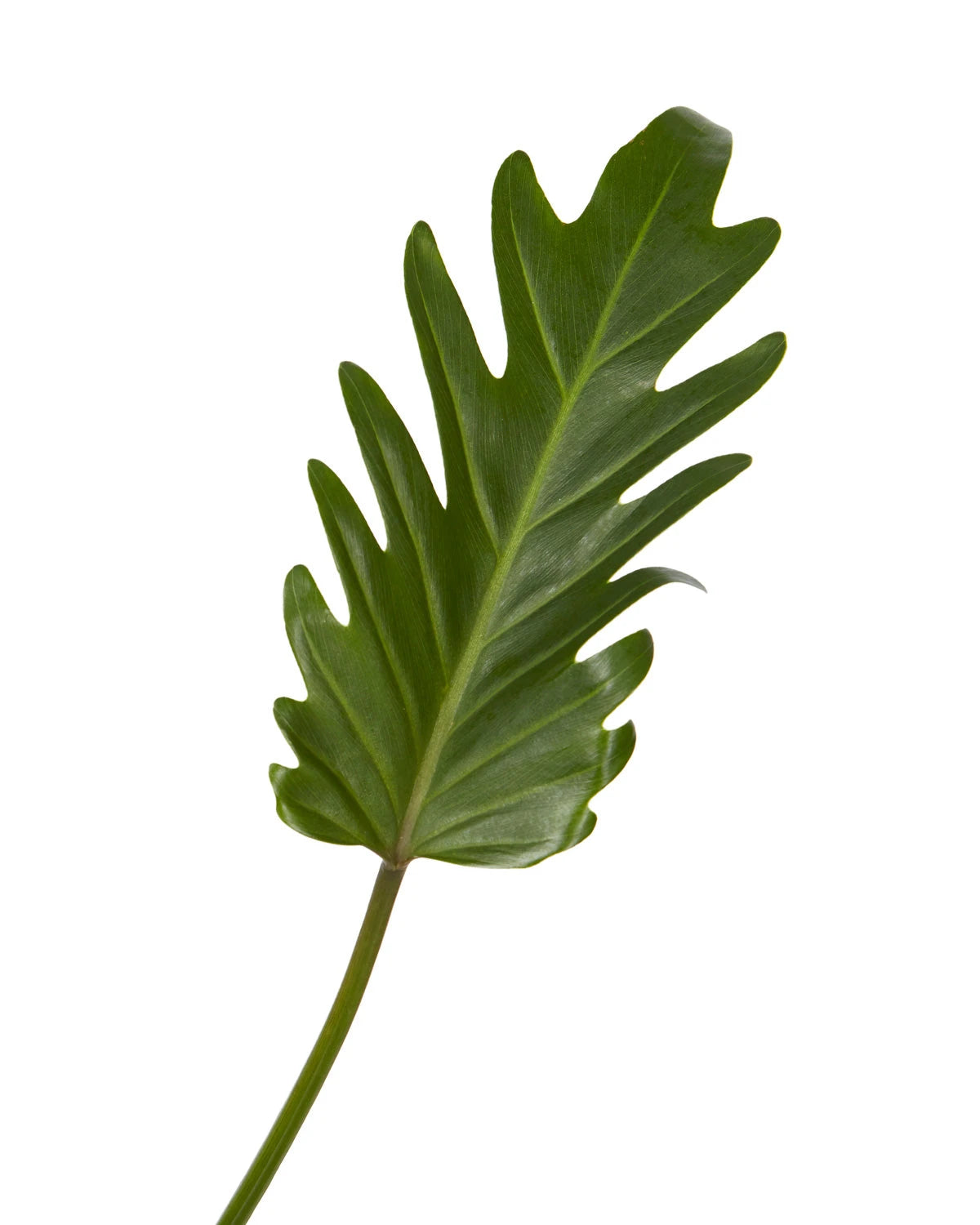 Xanadu Leaf